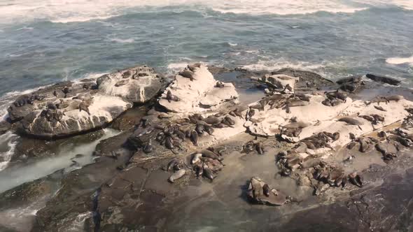 Aerial view of seal colony