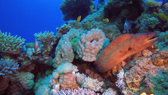 Yellow Moray Undersea