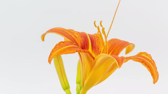 Orange Lily Flower Blossom Timelapse