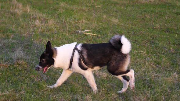 Walking dog. West Siberian laika puppy