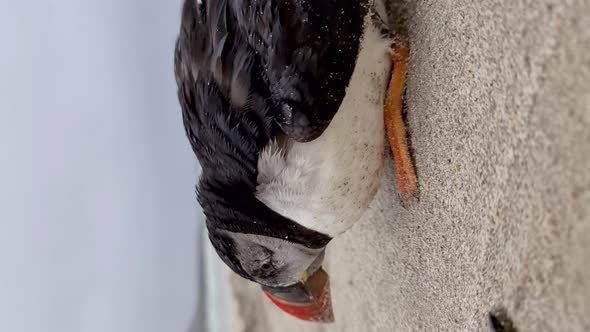 Dying Atlantic Puffin Stranded on Portnoo Beach in County Donegal  Ireland