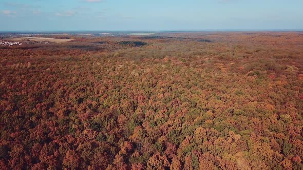 yellowed trees of the forest aerial view. Wonderfull landscape of autumn.