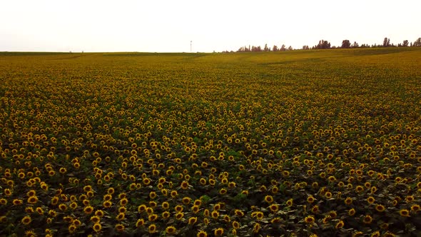 Aerial Drone View Flight Over Sunflower Field on Sunny Summer Day