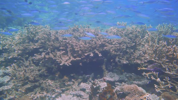 thousands of blue fusiliers swimming over a sea bottom