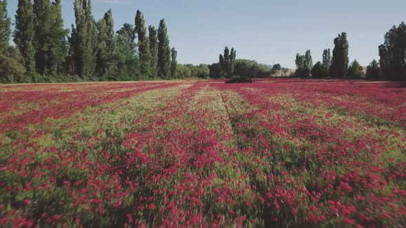 Aerial view of rural fields with blooming flowers