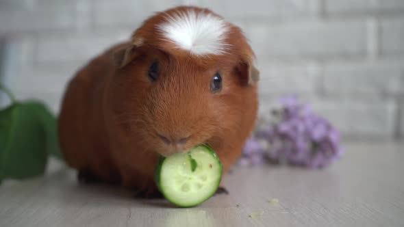 The Red Domestic Guinea Pig (Cavia Porcellus), Also Known As Cavy or Domestic Cavy