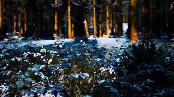 Snow Covered Conifer Forest at Sunny Day