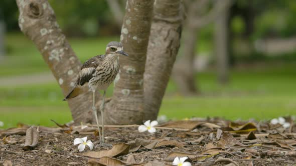 Bush stone-curlew squats from standing position - Brisbane city botanic gardens