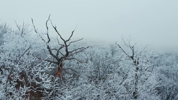 Snowy Trees on the Hill