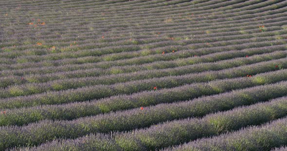 Field of lavenders,Ferrassieres, Provence, France