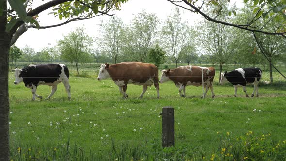 Holstein cows with horns on a biodynamic farm in Halle, the Netherlands