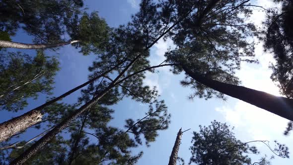 Silhouetter pine forest in blue sky