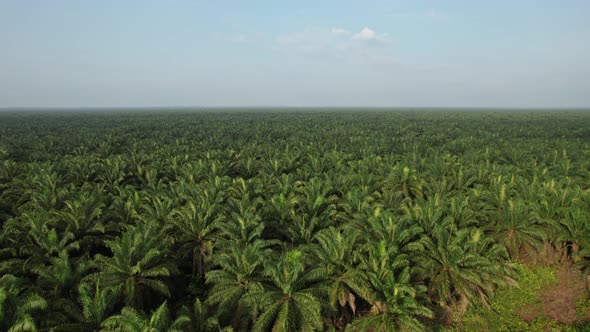 Aerial View of The Palm Oil Estates