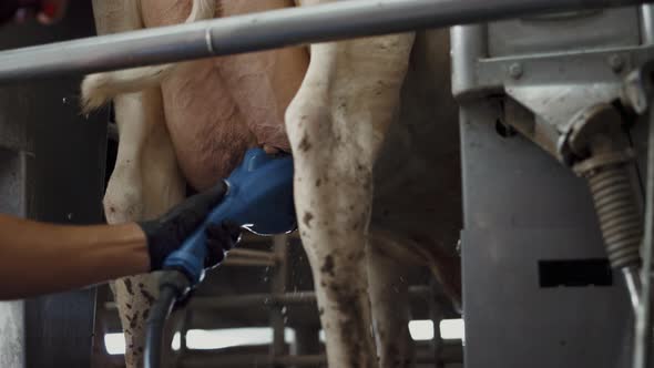 Man Washing Udder Cow Before Milking Process in Technological Barn Close Up