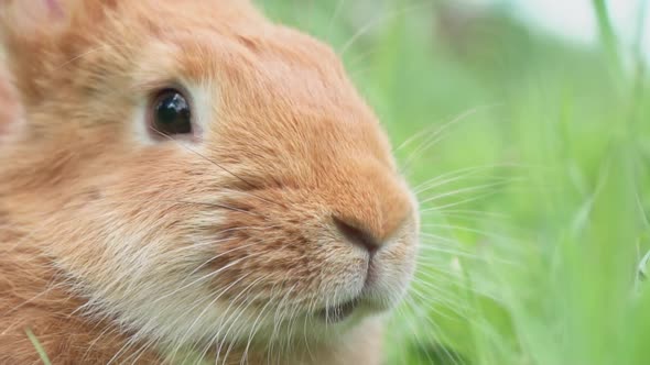 Portrait of a Funny Red Rabbit on a Green Natural Background in the Garden with Big Ears and