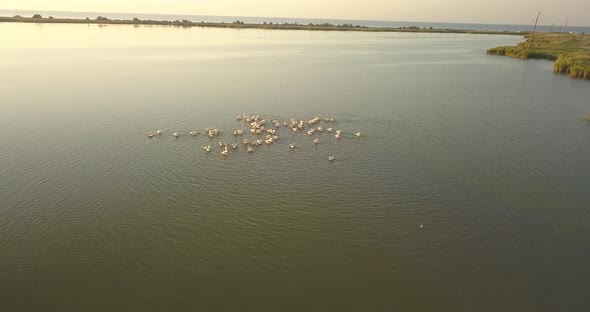 Breeding Grounds of Pelicans in Tuzly Estuary National Nature Park Near By Black Sea Coast, Ukraine