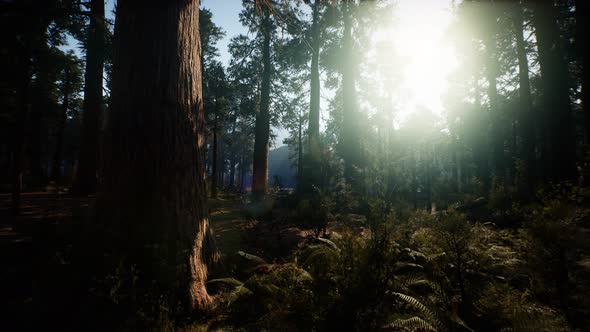 Sequoia National Park Under the Fog Mist Clouds alt