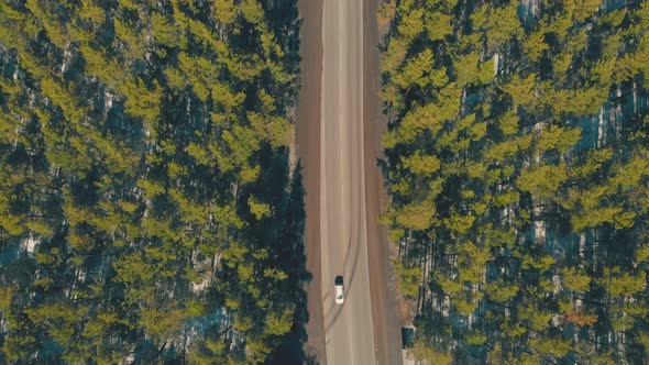 Long Brown Country Roadway Running Through Beautiful Forest