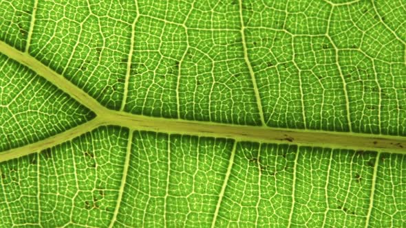 Green Leaf Background