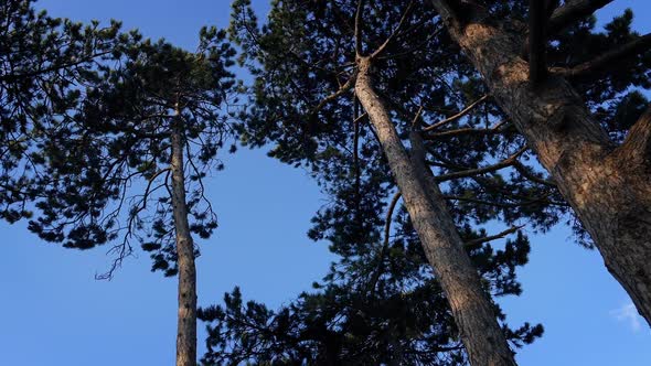 Tall Trees Move Around In Strong Wind