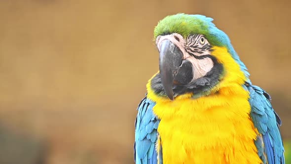 Close Up View of Blue and Yellow Macaw. 