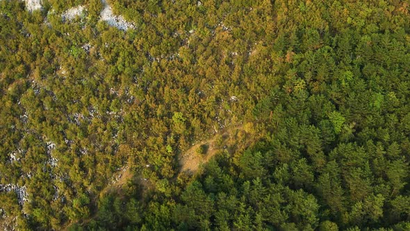 Aerial forest top down view of pine trees and autumn leaves on a hill