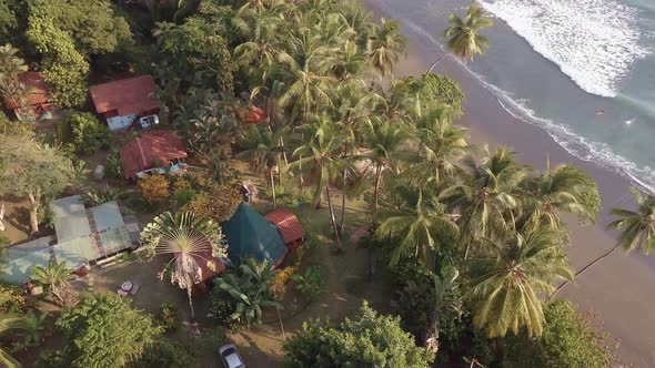 Aerial shot high up looking down on the fan shaped leaves of a Traveler’s Palm tree, ravenala madaga