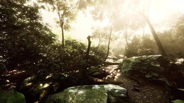 Hyperlapse Timelapse of Beautiful Tropical Jungle