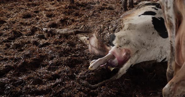 A Cow Gives Birth to a Calf