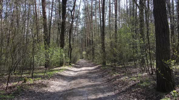 Road in the Forest During the Day Slow Motion