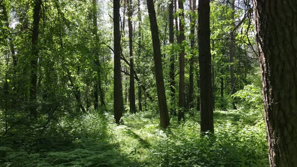 Trees in the Forest By Summer Day