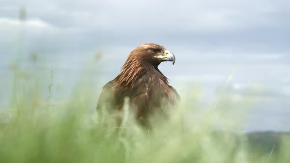 A Free Wild Golden Eagle Bird in Natural Habitat of Green Meadow