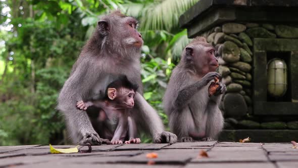 Long-tailed Balinese Macaque adult and baby monkeys relaxing in park while eating fruit showing a cu