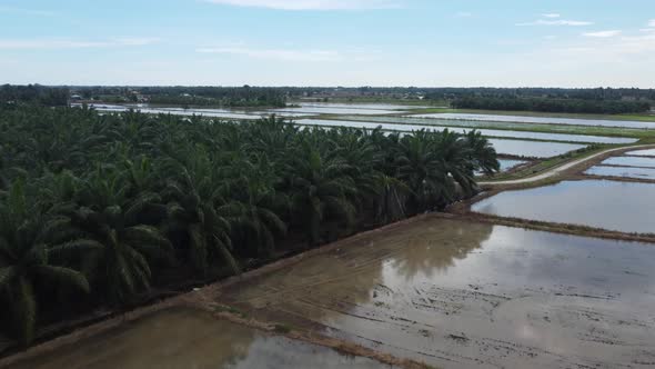 Aerial oil palm tree near water paddy field