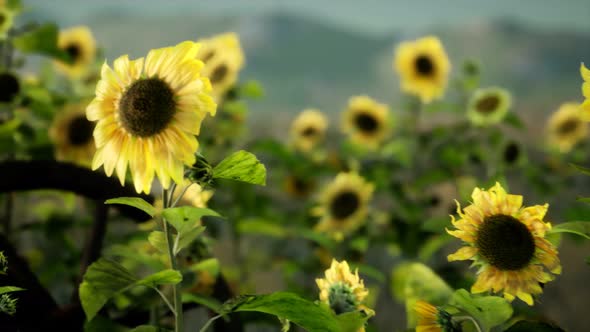 Old Vintage Style Scythe and Sunflower Field