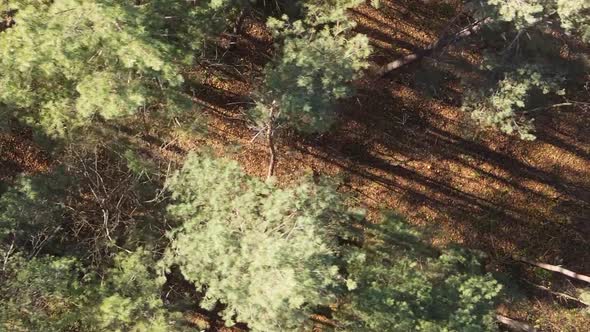 Vertical Video of a Forest Landscape on an Autumn Day in Ukraine