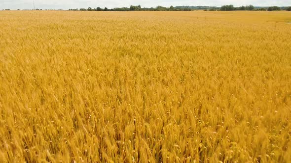 Aerial View of Golden Wheat Field