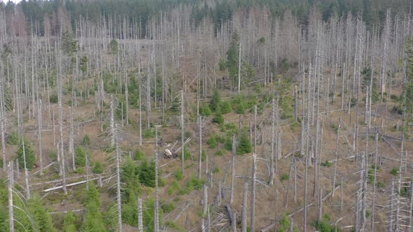 Dead and Dying Forest Caused by the Bark Beetle Aerial View