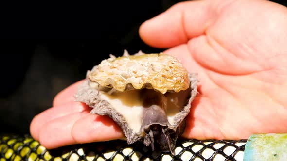 Agile live abalone on caucasian hand, close-up view; aquaculture