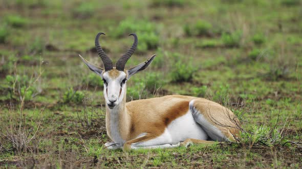 Springbok Antelope Resting On Savanna In Central Kalahari Game Reserve, Botswana. Close Up