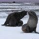 SLO MO MS Fur seals (Arctocephalus gazella) fighting on snow at Deception Island / Antarctic Peninsu - VideoHive Item for Sale
