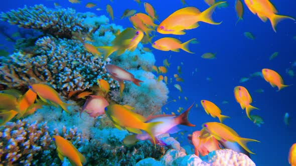 Colorful Corals and Fishes