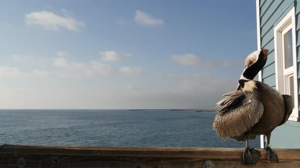 Wild Brown Pelican on Pier California Ocean Beach USA