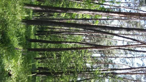 Vertical Video Aerial View Inside a Green Forest with Trees in Summer