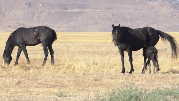 Wild horses in the Utah desert showing scars from tough life in nature