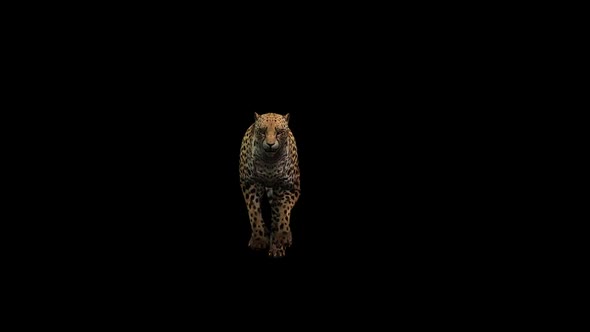 Cheetah Running To Camera