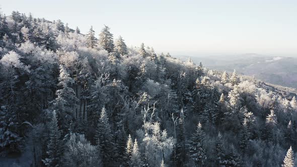 Winter Forest Nature Snow and Frost Covered Conifers Alpine Landscape