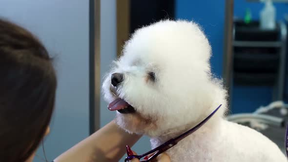 Close-up Doctor Veterinary Clinic Cuts Scissors a Dog Bichon Frise