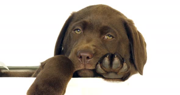 Brown Labrador Retriever, Puppy standing in a Box on White Background, Normandy, Slow Motion 4K