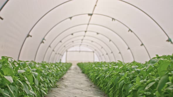 Tracking shot of a Basil inside a greenhouse